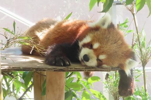 🐘 슈난시 도쿠야마 동물원 이미지 8